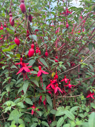 Fuschia at Yarnton Manor