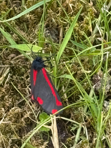 Cinnabar moth at Yarnton Manor.