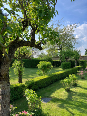 Apple tree at Yarnton Manor.