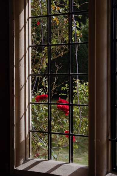 Rose through the window at Yarnton Manor.