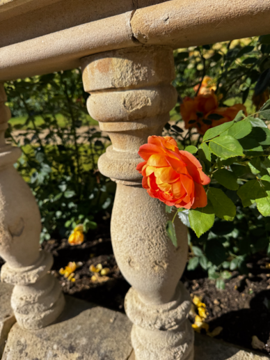 Rose at yarnton manor gardens
